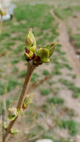 The first spring leaves appeared on trees