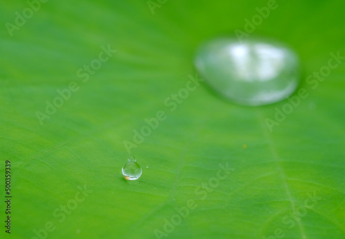 macro of water drop on green lotus leaf texture