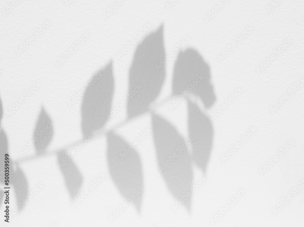 Obraz premium shadow of the leaves on white wall background