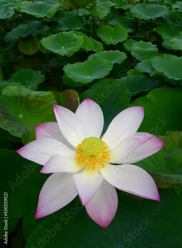 pink sacred lotus   Nelumbo nucifera   flower blooming in the pond at the park