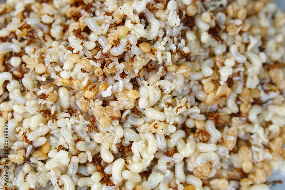 Red ant eggs are used for cooking. Red ant eggs are used for cooking.