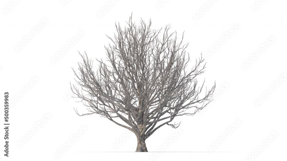 Growing trees on a white background 3D animation growth grow from small to large, FieldMaple trees animate in the wind on white background with alpha matt 3D virtual.3d rendering with id pass