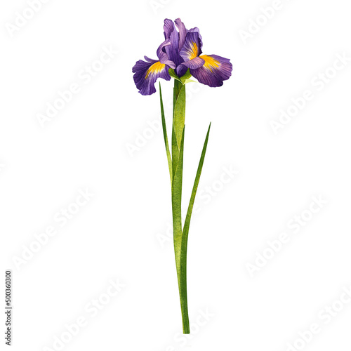 Iris. Beautiful purple flower. Hand drawn watercolor painting isolated on white background.