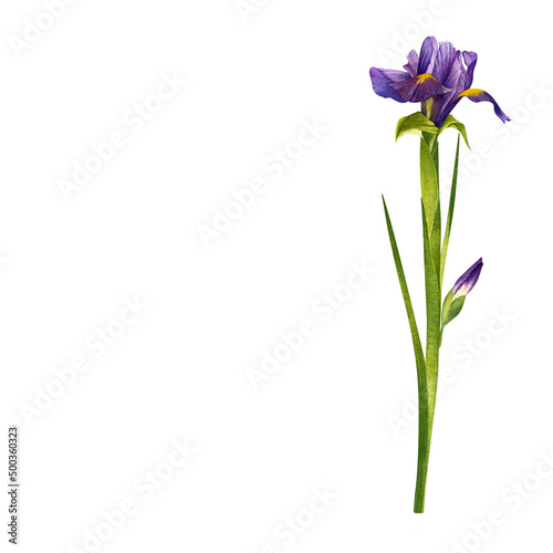 One beautiful purple flower. Iris with buds. Hand drawn watercolor painting isolated on white background