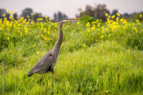 Great blue heron (Ardea cinerea). Great blue heron standing in green grass with yellow flowers.