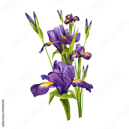 rises with unopened buds. Beautiful purple flowers. Hand drawn in watercolor on a white isolated background.