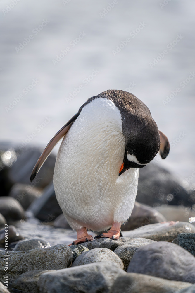 Fototapeta premium Gentoo penguin stands preening itself on rocks