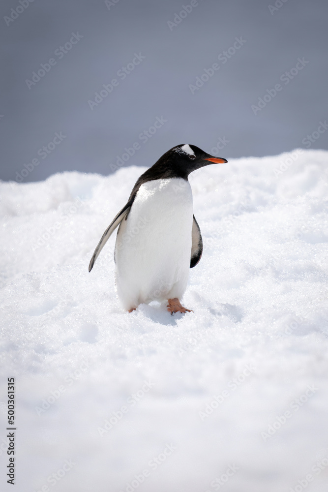 Fototapeta premium Gentoo penguin stands turning head in snow