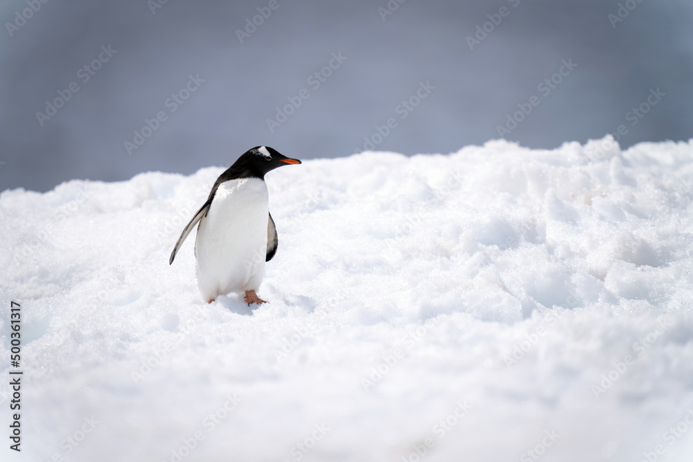 Obraz premium Gentoo penguin stands stretching neck in snow