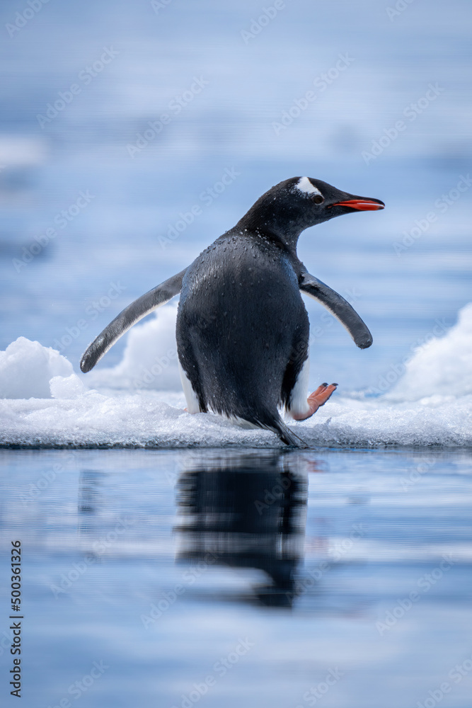 Fototapeta premium Gentoo penguin stands up on ice floe