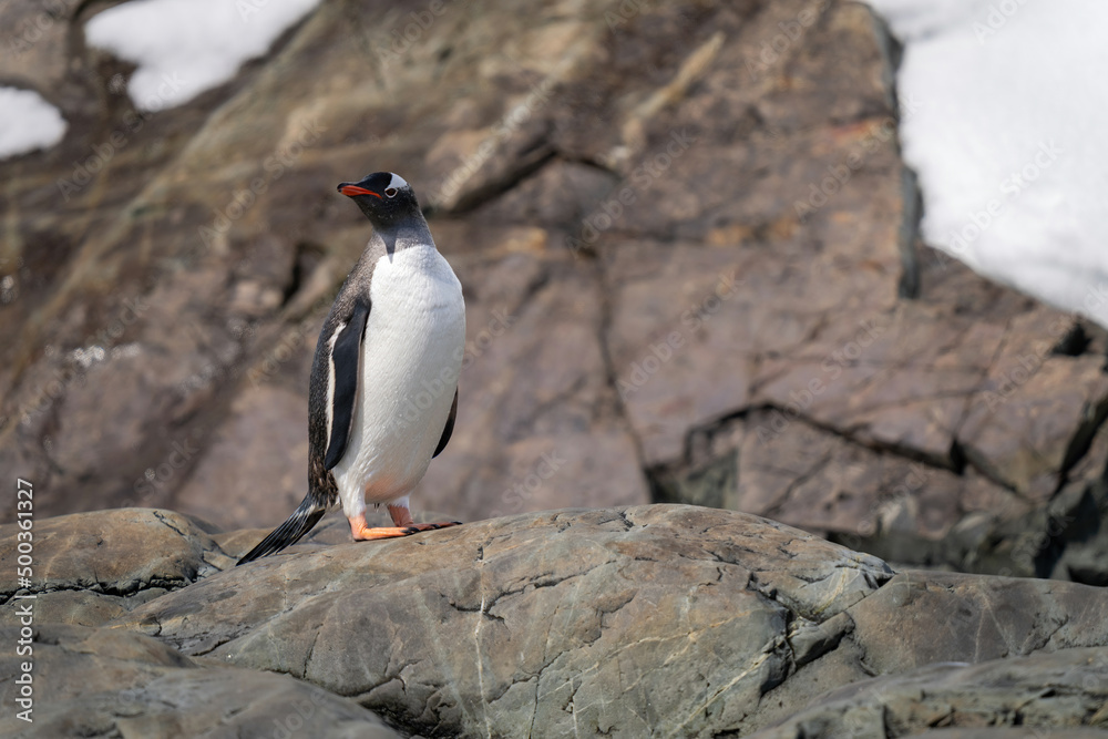Obraz premium Gentoo penguin stands turning head on rock