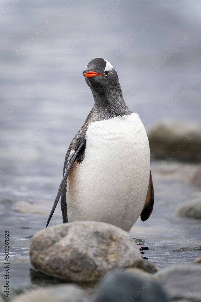 Fototapeta premium Gentoo penguin stands watching camera behind rock