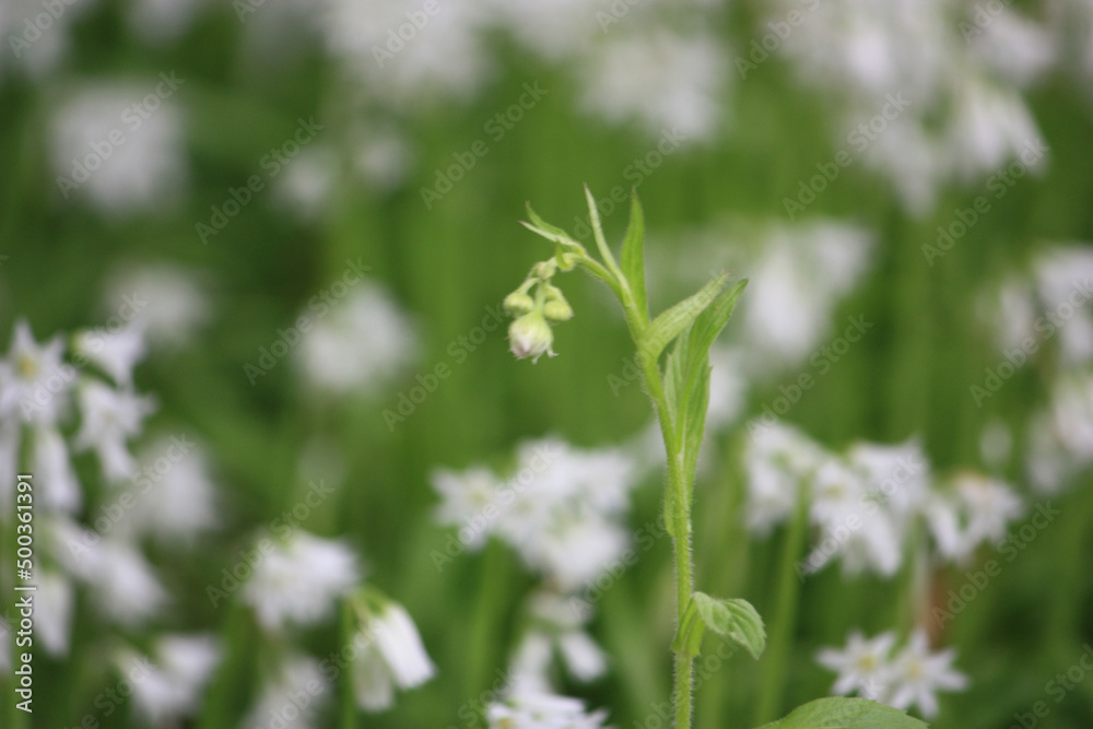 花