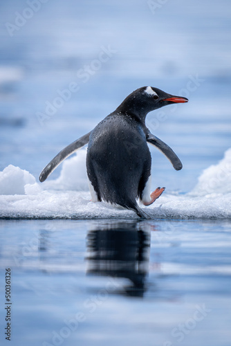 Gentoo penguin stands up on ice floe