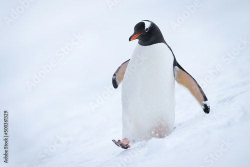 Gentoo penguin strides through snow eyeing camera