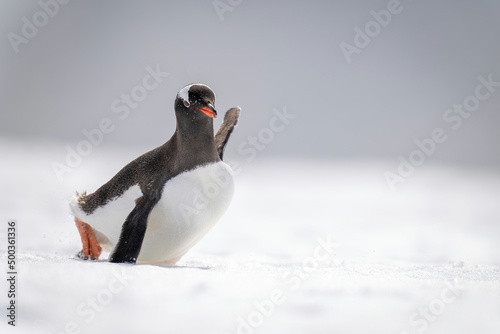 Gentoo penguin struggles across snow in sunshine