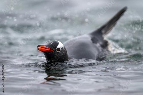 Gentoo penguin swimming towards camera in sea