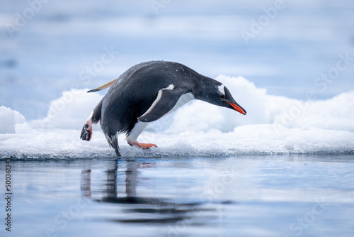 Gentoo penguin turns to dive into water