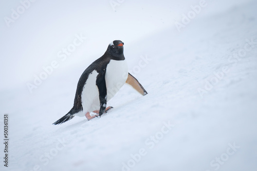 Gentoo penguin uses flippers to negotiate slope