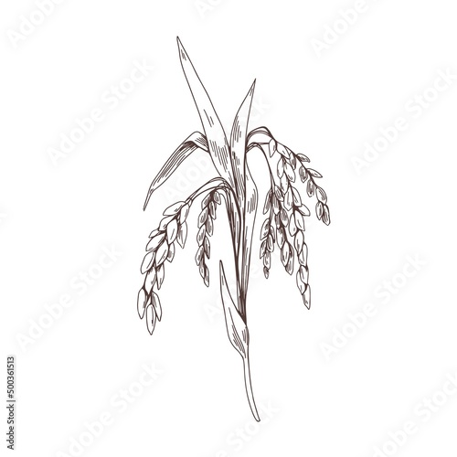 Oryza, outlined sketch. Vintage drawing of field grain crop. Engraved detailed cereal rice plant in retro style. Contoured hand-drawn botanical vector illustration isolated on white background