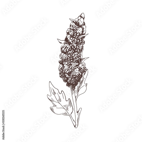 Outlined quinoa plant. Vintage botany drawing of field cereal grain crop. Con...