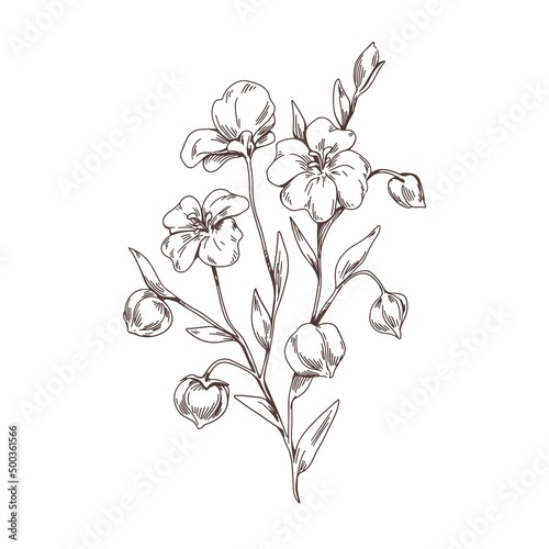 Linum floral plant with flaxseed. Outlined vintage drawing of wild flax flower. Engraved field herb with grains. Contoured botanical hand-drawn vector illustration isolated on white background
