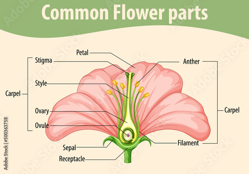 Diagram showing common flower parts