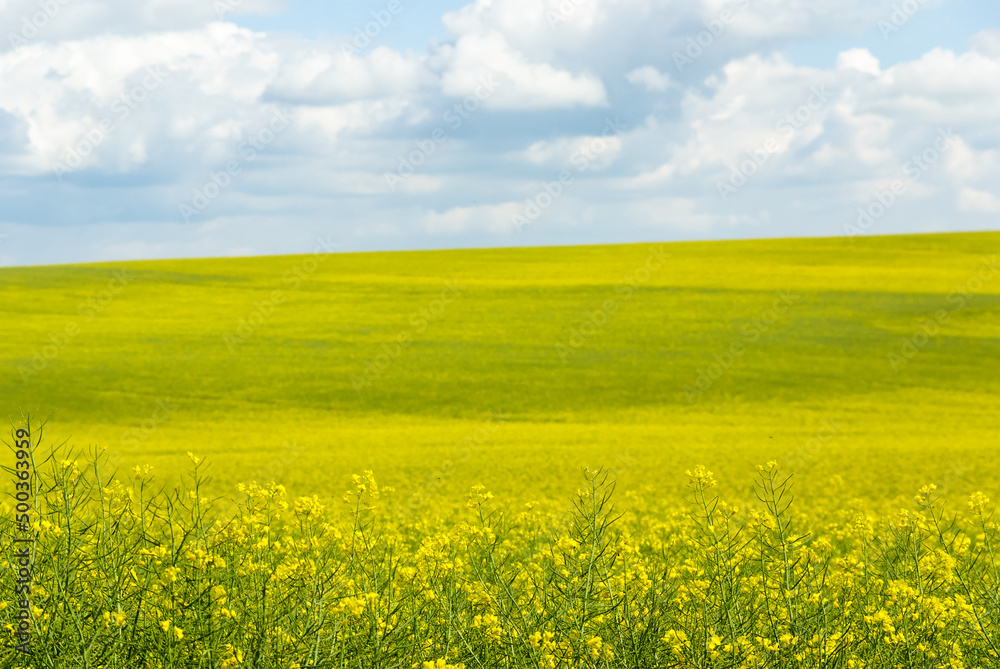 Rapeseed field in summer, rural Czech Republic