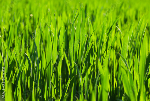 Closeup of young green wheat of a field