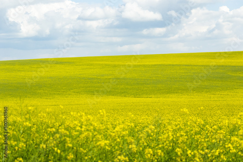 Rapeseed field in summer  rural Czech Republic