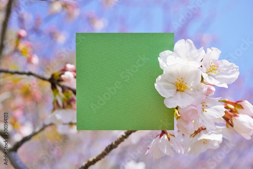 空とソメイヨシノの桜の花をデコレーションした緑のカードのタイトルスペース