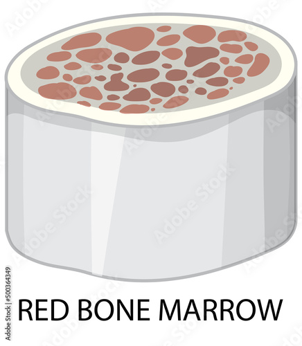 Red bone marrow on white background