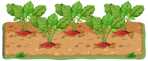 Radishes growing in soil cartoon