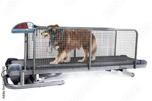 Canvastavla treadmill for dog in studio