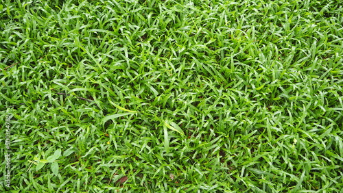 grass, vegetation consisting of typically short plants with long, narrow leaves, growing wild or cultivated on lawns and pasture, and as a fodder crop.