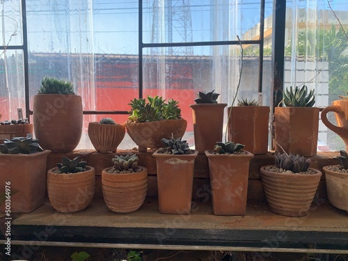 Cactus trees in terracotta pots