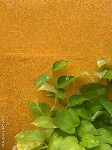 Tree Devil's Ivy on the yellow cement wall