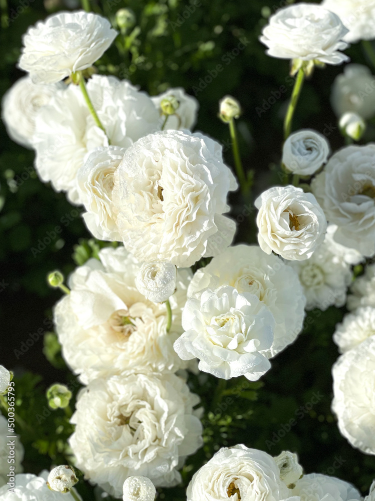 Ranunculus White Flowers Growing in a Field