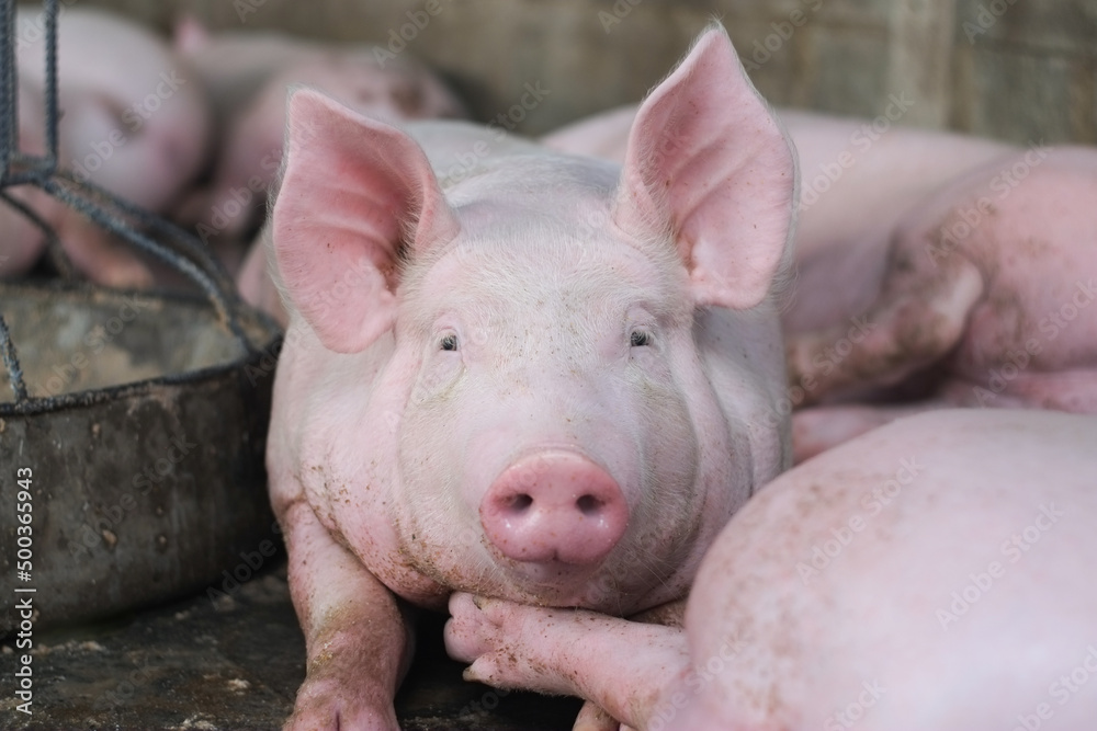 Pink fat face pig in livestock pig farm close-up. Pink fat face pig in livestock pig farm close-up.