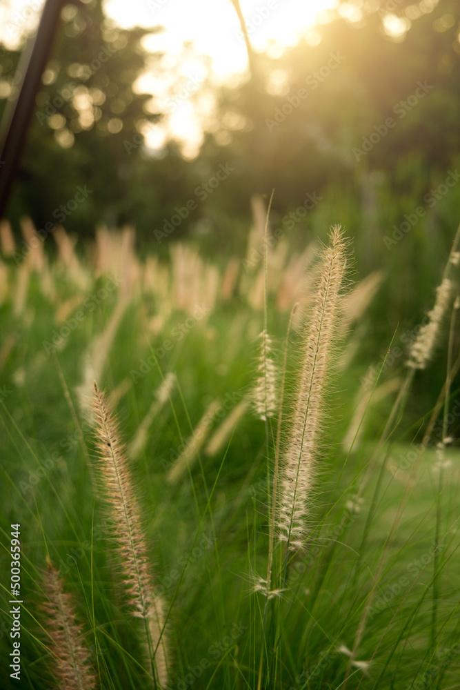 Scene of sunset or sunrise on the field with young rye or wheat in the summer with a cloudy sky background. Scene of sunset or sunrise on the field with young rye or wheat in the summer with a cloudy sky background.