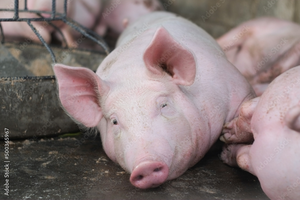 Pink fat pig sleeping in livestock pig farm close-up. Pink fat pig sleeping in livestock pig farm close-up.