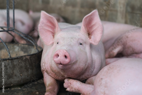 Pink fat face pig in livestock pig farm close-up.