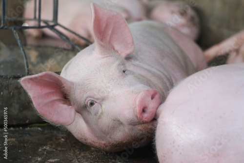 Pink fat pig sleeping bite tail in livestock pig farm close-up.