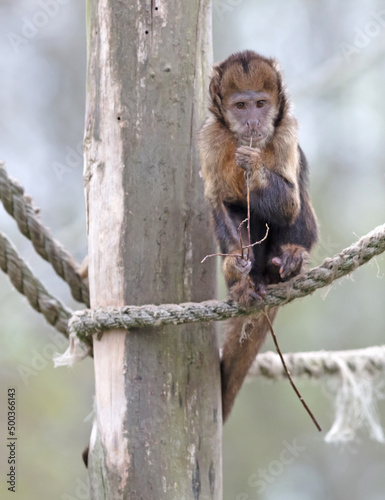 Golden bellid capuchin (Sapajus xanthosternos) eating a small stick photo