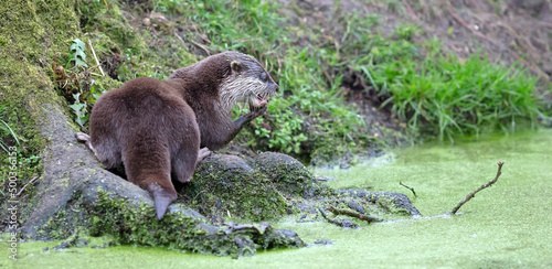 Small otter is eating a fish