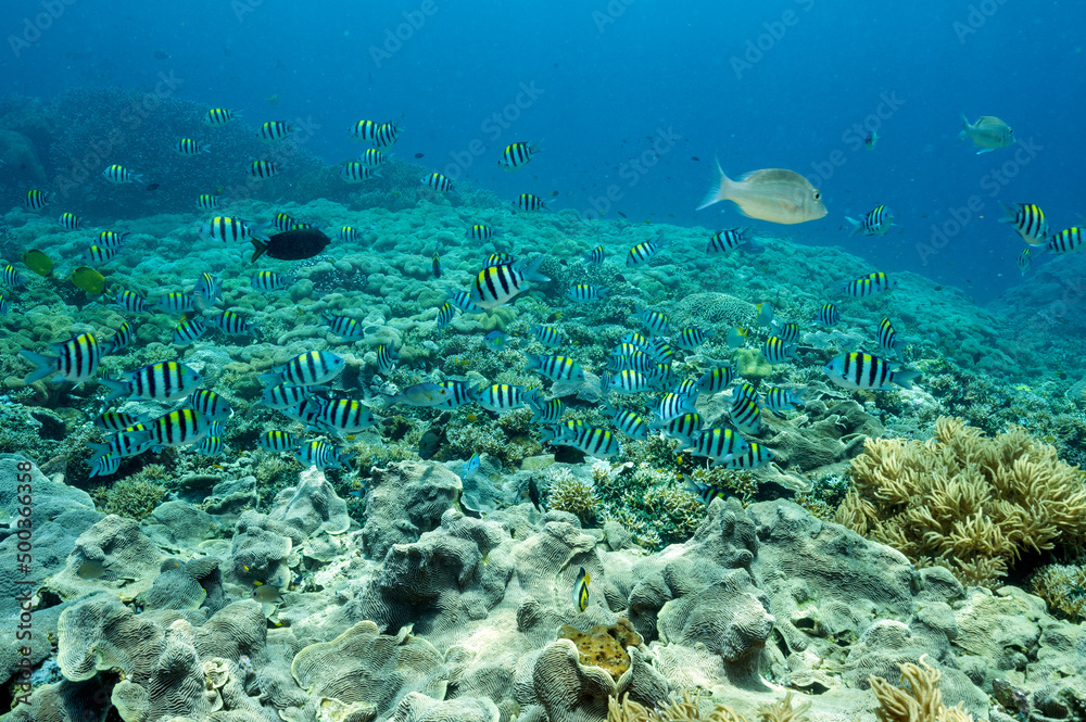 Obraz premium Reef scenic with Indo-pacific sergeantfishes, Abudefduf vaigiensis, Raja Ampat Indonesia.