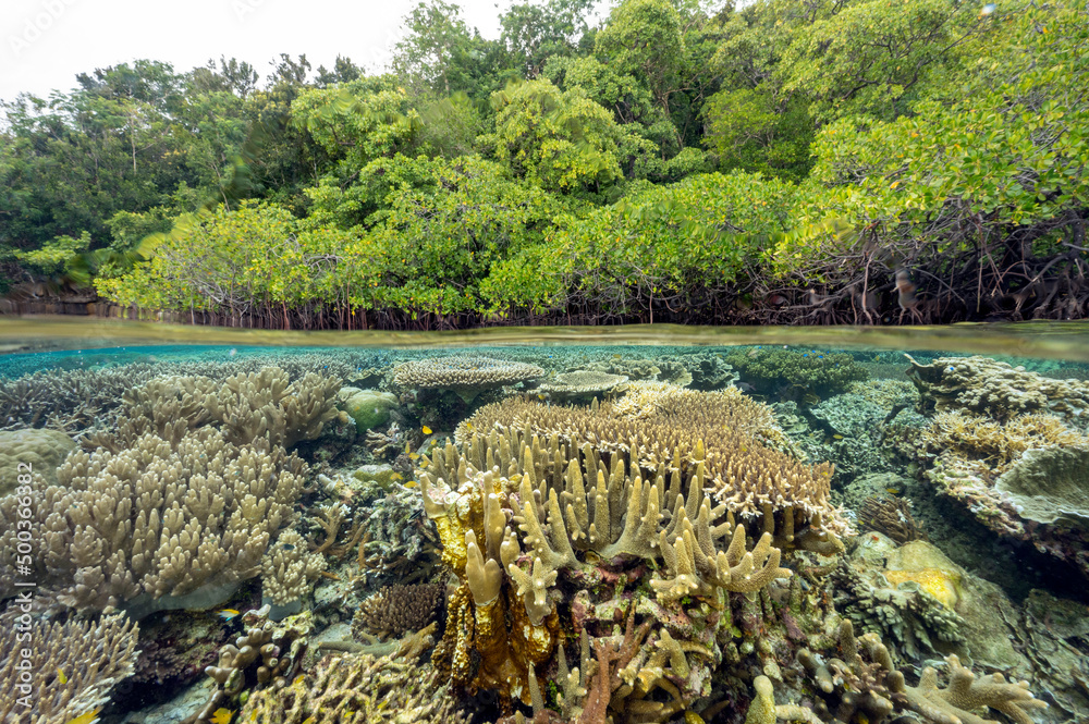 Foto De Mangrove Forest And Coral Reefs In Split Shot Gam Island Raja foto-de-mangrove-forest-and-coral-reefs-in-split-shot-gam-island-raja