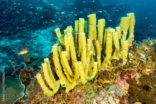 Tubular sponge colony, Indonesia has the highest sponge diversity, Raja Ampat. photo