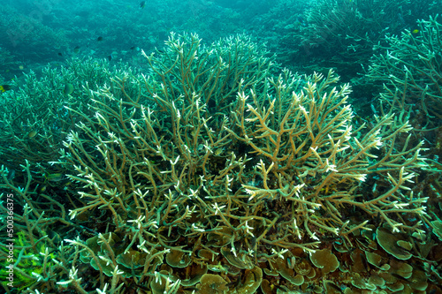 Fototapeta Naklejka Na Ścianę i Meble -  Staghorn hard corals, Acropora sp., Raja Ampat Indonesia.