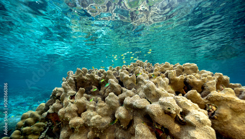 Pristine hard corals with staghorn Acrapora and stony corals, Raja Ampat Indonesia..